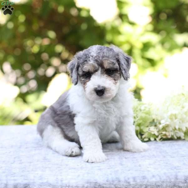 Rocky, Bich-Poo Puppy